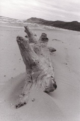 sbkbw11-study_in_driftwood,_part_I