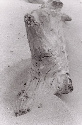 sbkbw12-study_in_driftwood,_part_II