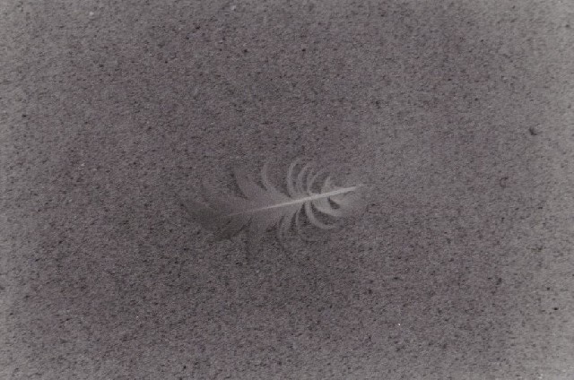 sbkbw16-feather_on_sand