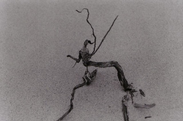sbkbw18-study_in_driftwood,_part_III