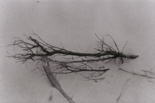 sbkbw20-study_in_driftwood,_part_V
