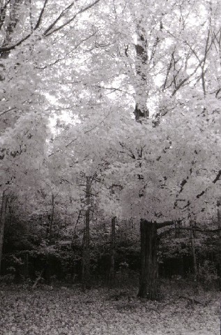 sbkbw25-yellow_tree