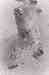 sbkbw12-study_in_driftwood,_part_II.jpg