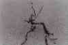 sbkbw18-study_in_driftwood,_part_III.jpg