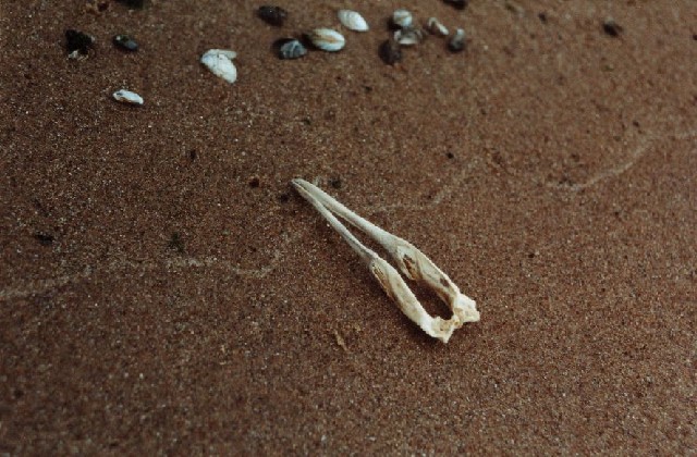 sbkc12-bones_on_the_beach
