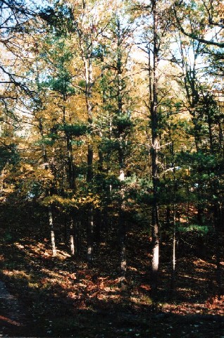 sbkc29-camp_trees