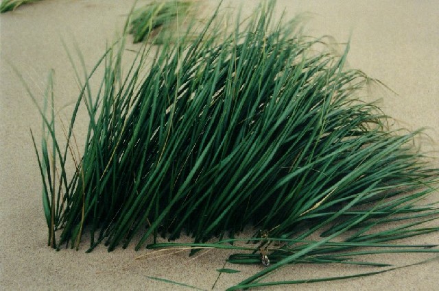sbkc33-study_in_beach_grass_part_I