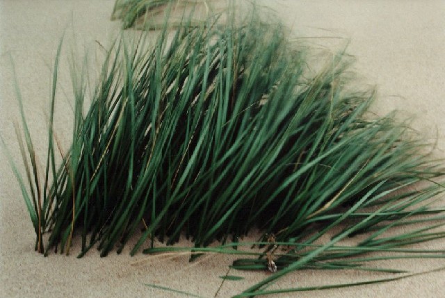 sbkc34-study_in_beach_grass_part_II