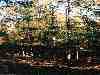 sbkc29-camp_trees.jpg