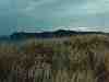 sbkc32-coastal_grass.jpg