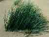 sbkc33-study_in_beach_grass_part_I.jpg
