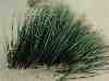 sbkc34-study_in_beach_grass_part_II.jpg